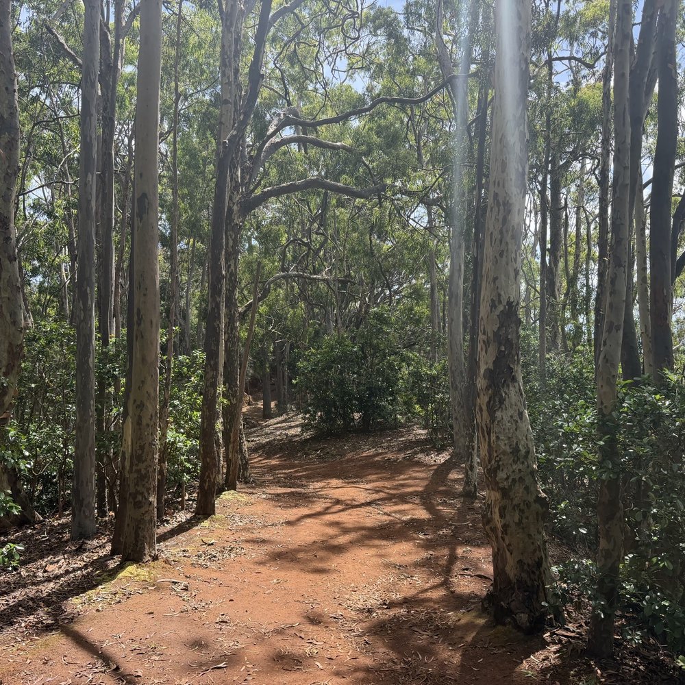 Aiea Loop Trail - Hiking Near Me - Aiea, Hawaii