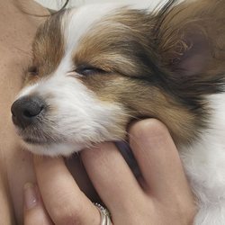 JH Animal Hospital - Hannah at JH Animal Hospital feeling relaxed!