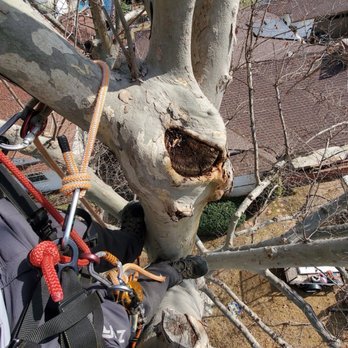 Shepherd's Tree Care - Wood rot in my tree. - Tree Services Near Me - San Dimas, California Shepherd's Tree Care - Wood rot in my tree. - Tree Services Near Me - San Dimas, California
