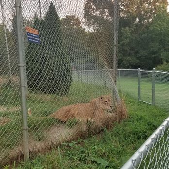 Carolina Tiger Rescue - Beautiful lion - Animal Shelters Near Me - Pittsboro, North Carolina Carolina Tiger Rescue - Beautiful lion - Animal Shelters Near Me - Pittsboro, North Carolina