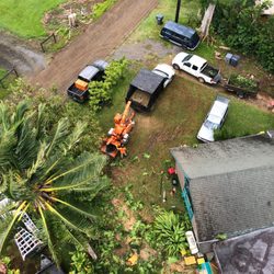 Niu Mana Tree Care - View from the top