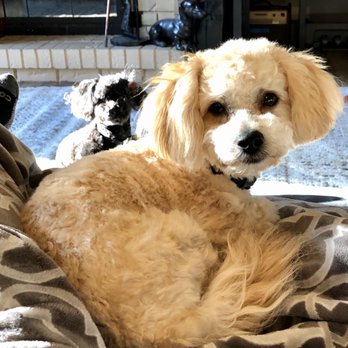 dee's all breed grooming