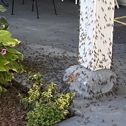 Valcour Inn and Boathouse - These are just some of the bugs surrounding this beautiful outdoor space that we couldn't enjoy.