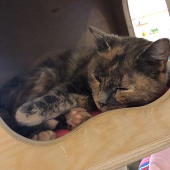 Cat & Craft - Minnie - Coffee & Tea Near Me - Vista, California Cat & Craft - Minnie - Coffee & Tea Near Me - Vista, California