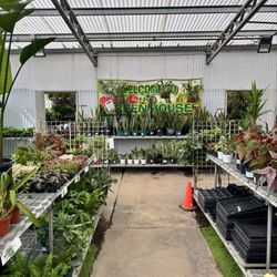 Green Thumb Nursery - Greenhouse