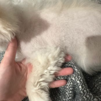 Pet Show Grooming Mobile - Pet Groomers Near Me - San Mateo, California