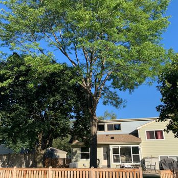 Gray Tree Service - Tree Services Near Me - Mount Prospect, Illinois Gray Tree Service - Tree Services Near Me - Mount Prospect, Illinois