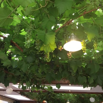 La Bettola - Grapevines covering the trellis ceiling in the patio area - Italian Near Me - Slough, SLG