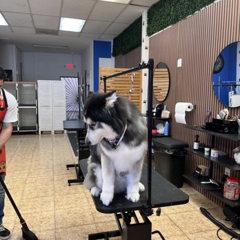 Blue Ribbon Pet Grooming - Pet Groomers Near Me - Tustin, California Blue Ribbon Pet Grooming - Pet Groomers Near Me - Tustin, California