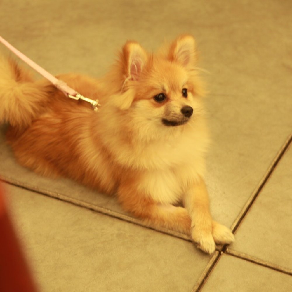 Pasadena Pets Veterinary Hospital - My little Elmi~ - Veterinarians Near Me - Pasadena, California Pasadena Pets Veterinary Hospital - My little Elmi~ - Veterinarians Near Me - Pasadena, California