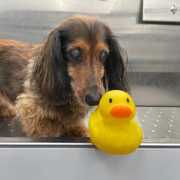 They send you a photo of your pup during the service