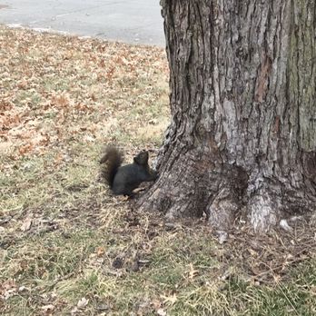 Howard Park - Squirrelly squirrel - Parks Near Me - Fairfield, Iowa
