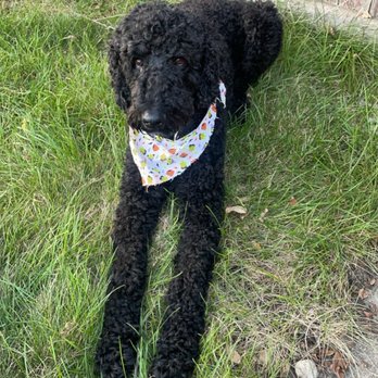 Pawsitively Heaven Pet Resort - Buddy - Pet Groomers Near Me - Chicago Ridge, Illinois