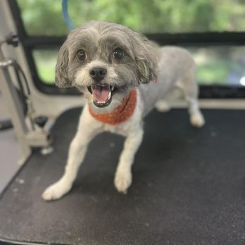 Lickety Split Mobile Grooming - Molly - Pet Groomers Near Me Lickety Split Mobile Grooming - Molly - Pet Groomers Near Me