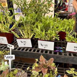 Koolau Farmers - Make your own Lucky Bamboo arrangement, or they have ones already made