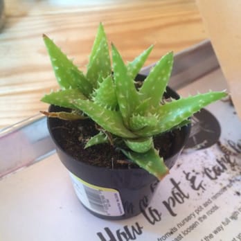 The Plant Shoppe - So much fun - Florists Near Me - Oklahoma City, Oklahoma The Plant Shoppe - So much fun - Florists Near Me - Oklahoma City, Oklahoma