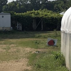 Sam Kedem Nursery & Garden - Strawberry fields