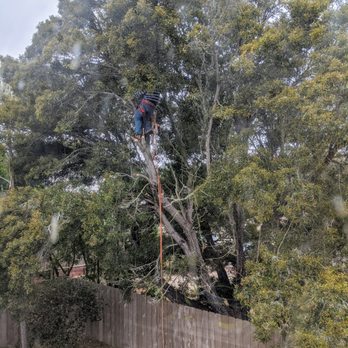 Los Osos Tree Service - Tree Services Near Me Los Osos Tree Service - Tree Services Near Me