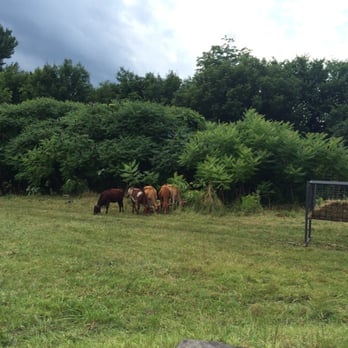 Clover Mead Farm Store - Cows that the diary products come from right outside where you are eating! - Bakeries Near Me - Keeseville, New York