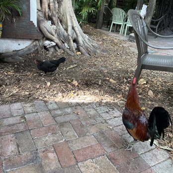 Blue Heaven - Outside eating - Breakfast & Brunch Near Me - Key West, Florida