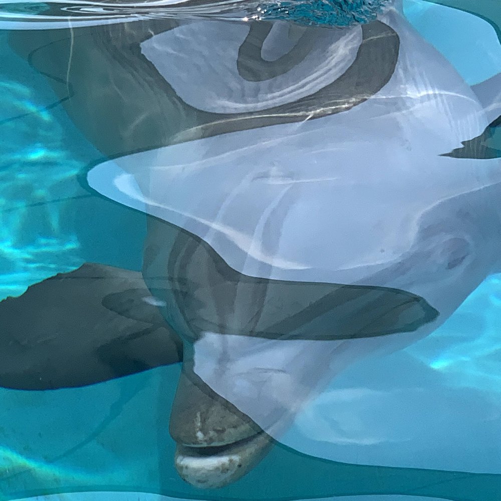 Texas State Aquarium - Dolphin - Aquariums Near Me - Corpus Christi, Texas Texas State Aquarium - Dolphin - Aquariums Near Me - Corpus Christi, Texas
