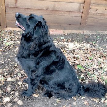 PetSmart - Pet Stores Near Me - Dallas, Texas PetSmart - Pet Stores Near Me - Dallas, Texas