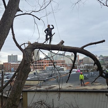 EK Tree Service - Tree Services Near Me