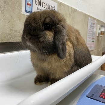 Otay Pet Vets - My baby bun - Veterinarians Near Me - Chula Vista, California Otay Pet Vets - My baby bun - Veterinarians Near Me - Chula Vista, California