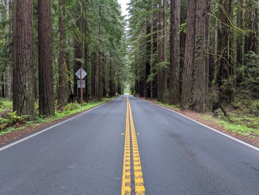 Navarro River Redwoods State Park by null