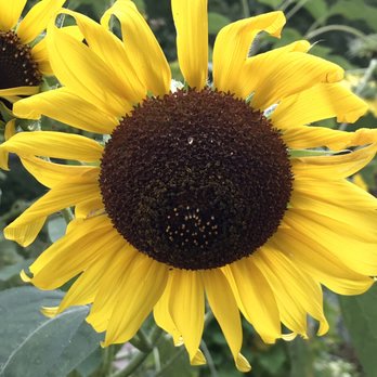 Meadowlands Environment Center - Sunflowers - Educational Services Near Me - Lyndhurst, New Jersey Meadowlands Environment Center - Sunflowers - Educational Services Near Me - Lyndhurst, New Jersey