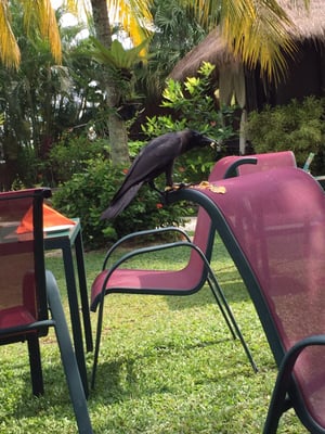 PARKROYAL Penang Resort by null