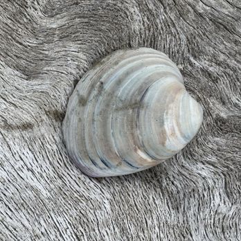 Botany Bay Plantation - One of the prettiest shells - Parks Near Me - Edisto Island, South Carolina