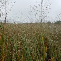 Ernst Conservation Seeds - Panicum virgatum (Switchgrass)