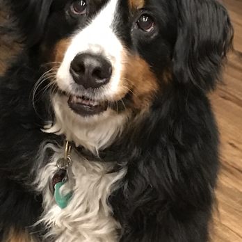 Murphys Pet & Home Sitting - Pet Sitting Near Me Murphys Pet & Home Sitting - Pet Sitting Near Me