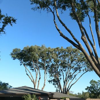 Jay's Quality Tree Service - View from back which was also mostly shaded. - Tree Services Near Me Jay's Quality Tree Service - View from back which was also mostly shaded. - Tree Services Near Me