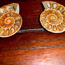 Rock Decor - Ammonites