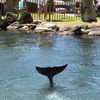 Dolphin Quest - Tours Near Me - Honolulu, Hawaii Dolphin Quest - Tours Near Me - Honolulu, Hawaii