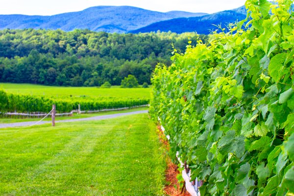 Stinson Vineyards by null