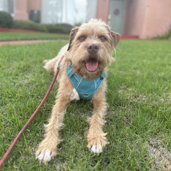 Precious Pet Care - Pet Sitting Near Me - San Diego, California