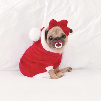 All Stage Canine Development - A puppy pug - Pet Training Near Me - Citrus Heights, California All Stage Canine Development - A puppy pug - Pet Training Near Me - Citrus Heights, California