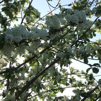 Markham Nature Park & Arboretum - more flowers - Parks Near Me - Concord, California