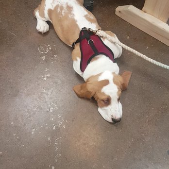 Masters 'n Dogs - Who said pulling was a problem with this harness? - Pet Stores Near Me - Ottawa, Ontario Masters 'n Dogs - Who said pulling was a problem with this harness? - Pet Stores Near Me - Ottawa, Ontario