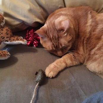 AMA Animal Rescue - Our Pinky with his toys - Community Service/Non-Profit Near Me - Brooklyn, New York AMA Animal Rescue - Our Pinky with his toys - Community Service/Non-Profit Near Me - Brooklyn, New York