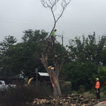 JC Tree Experts - Tree Services Near Me JC Tree Experts - Tree Services Near Me