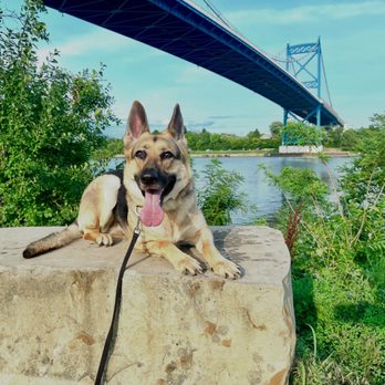 Off Leash K9 Training Toledo - Pet Training Near Me - Toledo, Ohio Off Leash K9 Training Toledo - Pet Training Near Me - Toledo, Ohio