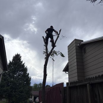Hensley Tree Services - Tree Services Near Me Hensley Tree Services - Tree Services Near Me
