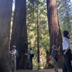 Tanbark Trail - Twisted sisters
