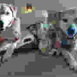 Four Paws Dog Resort