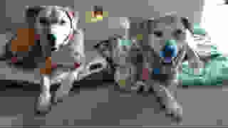 Four Paws Dog Resort Image