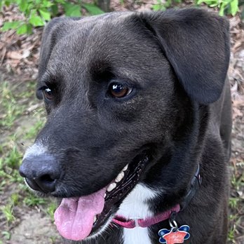 Awesome Pets - Pet Boarding Near Me
